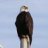 Flying Eagle